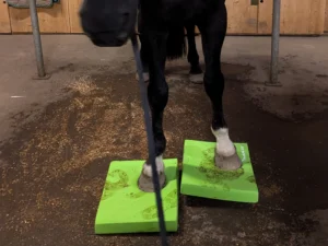 Zu sehen ist ein schwarzbraunes Pferd, dass mit seinen Vorderbeinen auf je einem hellgrünen Balancekissen steht.