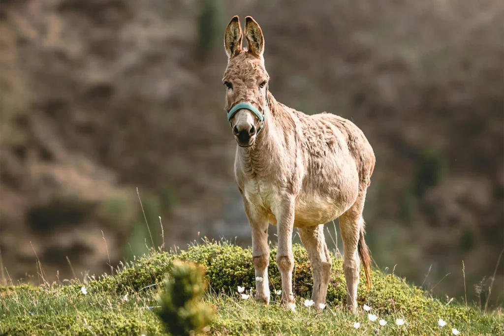 Ein mausgrauer Esel steht auf einem Hügel und schaut den Betrachter an. Er hat gespitzte Ohren, ein Schulterkreuz und trägt ein türkisfarbenes Halfter.