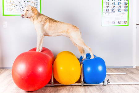 Man sieht einen hellen Hund der auf mehreren Erdnussbällen balanciert.