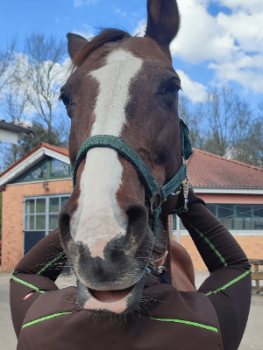 Man sieht die Praxisinhaberin wie sie ein Pferd an der oberen Halswirbelsäule behandelt. Dabei liegt der Pferdekopf auf ihrem Kopf auf - so ein bisschen als würde sie einen Hut tragen.