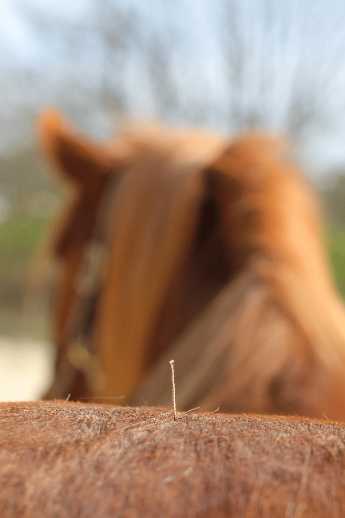 Zu sehen ist ein fuchs farbenes Pferd. Es steht mit dem Hintern zum Betrachter. Im Hintergrund sieht man dessen Hals und Kopf.
Im Vordergrund ist eine kupferfarbene Akupunkturnadel die im Hintern des Pferdes steckt.
