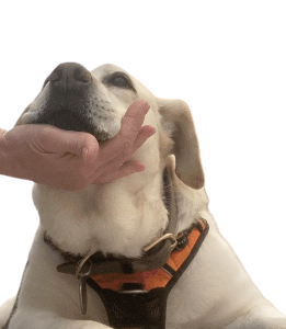 Es ist ein blonder Labrador zu sehen, der durch Kinn ablegen seine Kooperationsbereitschaft signalisiert.