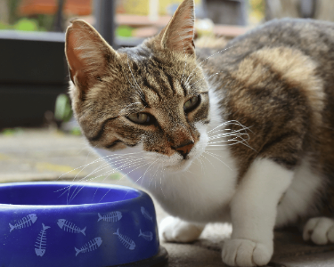 Man sieht eine Katze vor einem Napf sitzen. Sie schaut skeptisch.