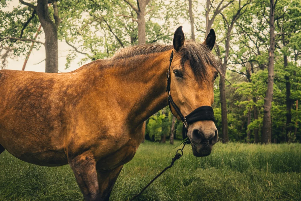Ein falbfarbenes Pferd steht auf einer Waldlichtung und schaut den Betrachter an. Es trägt ein schwarzes Halfter und ist an einem Führstrick.