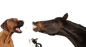 Man sieht einen Hund (Rhodesian Ridgeback), eine schwarz-weiße Katze und ein braunes Pferd gemeinsam nach einem Leckerli schnappen, das durch die Luft fliegt.